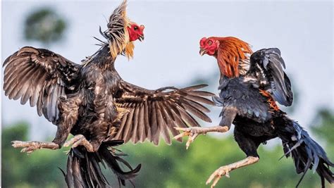trường gà đắk puer 888 trực tiếp|Lịch thi đấu tuần này nha .